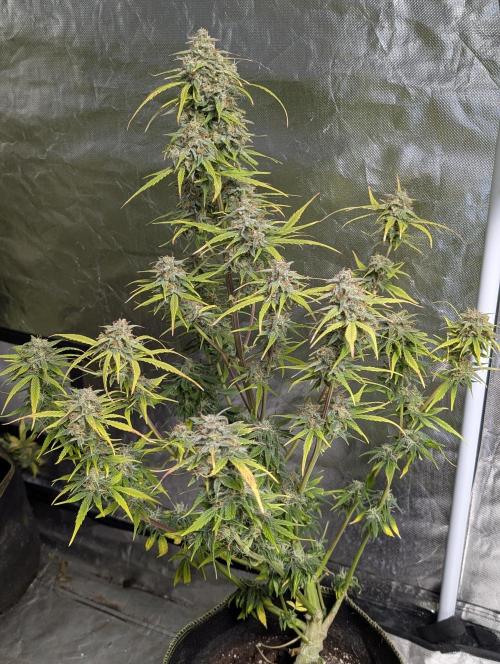 Strawberry Pie x4. Week 10 - N4