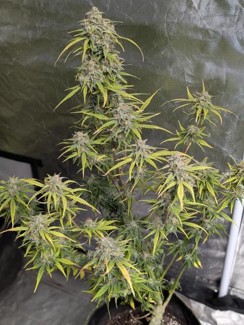 Strawberry Pie x4. Week 10