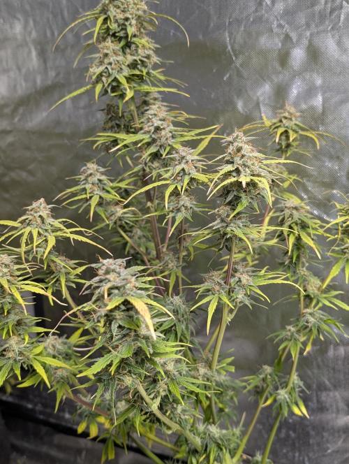 Strawberry Pie x4. Week 10
