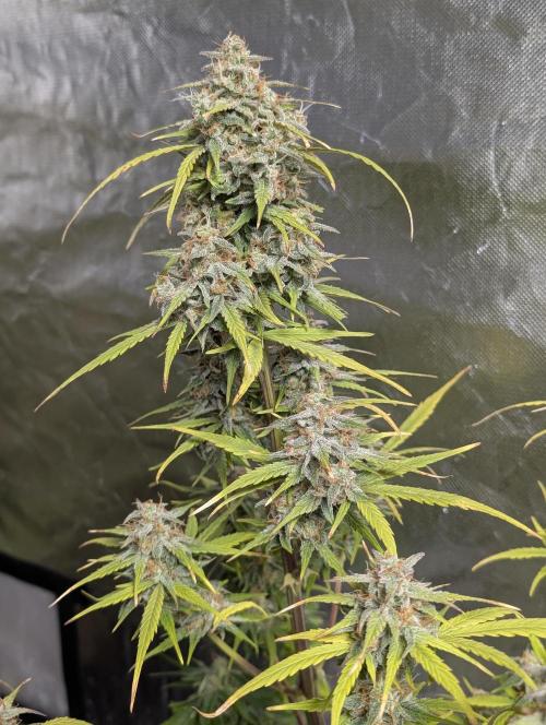 Strawberry Pie x4. Week 10