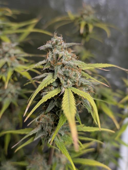 Strawberry Pie x4. Week 10