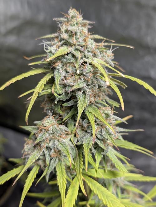 Strawberry Pie x4. Week 10