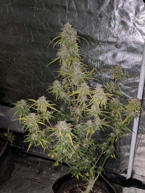 Strawberry Pie x4. Week 10