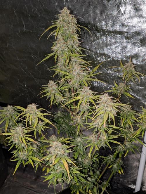 Strawberry Pie x4. Week 10
