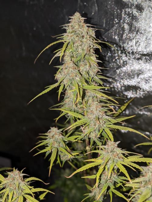 Strawberry Pie x4. Week 10