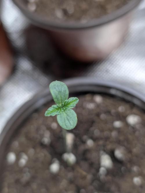 Purple Dream Auto x4. Week 1