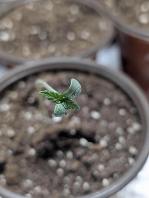 Purple Dream Auto x4. Week 1