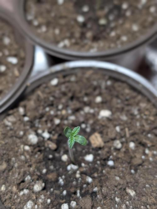 Purple Dream Auto x3. Week 1