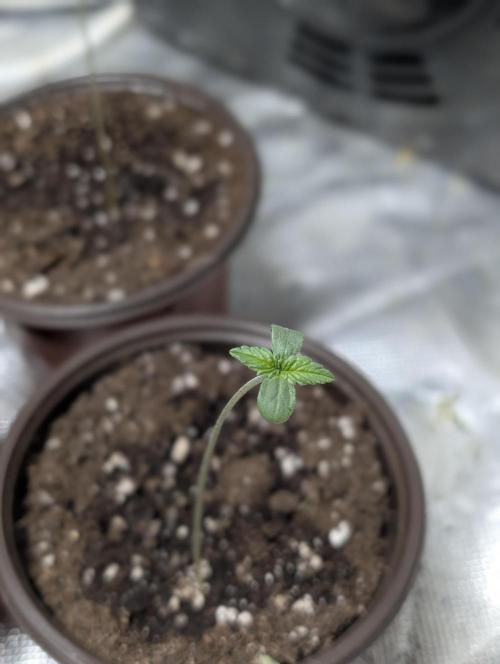 Purple Dream Auto x3. Week 1