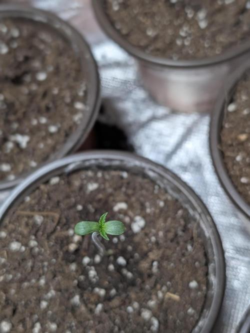Melon Mosh Auto x4. Week 1