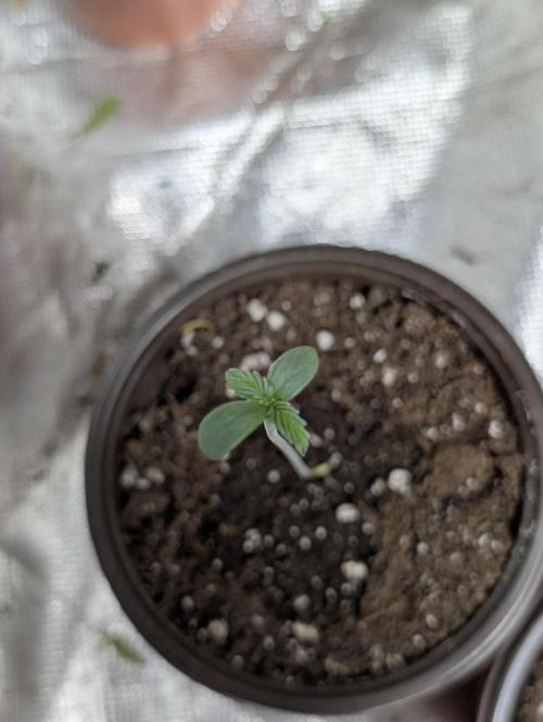 Melon Mosh Auto x4. Week 1