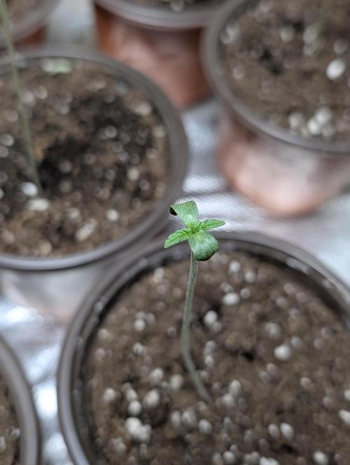 Melon Mosh Auto x3. Week 1