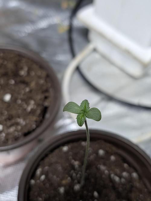 Melon Mosh Auto x3. Week 1