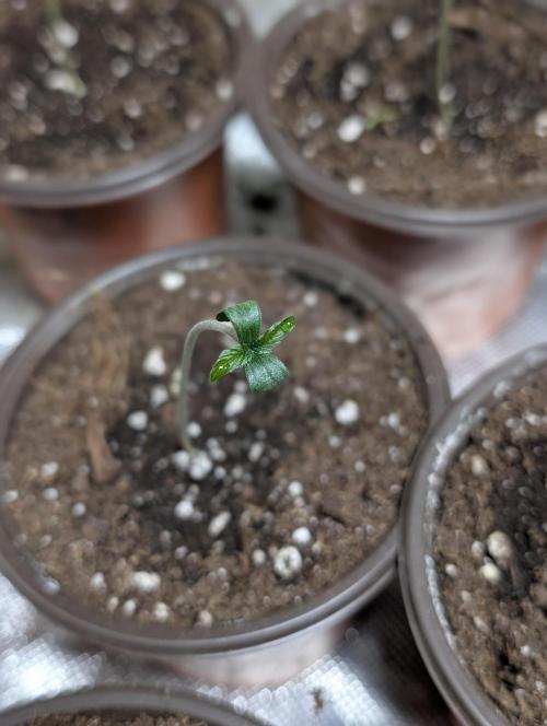 Melon Mosh Auto x3. Week 1