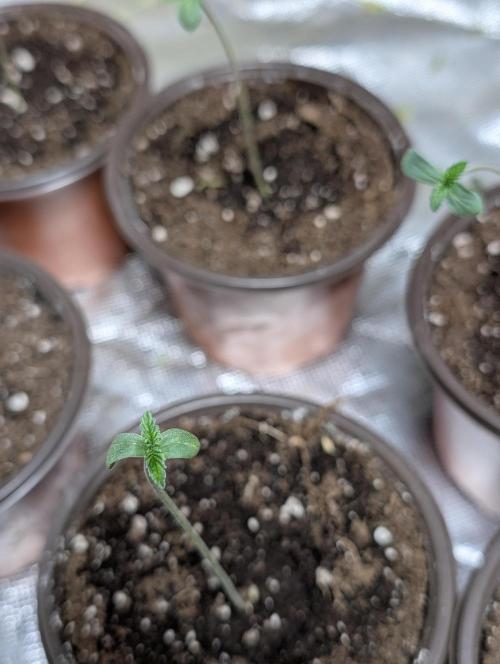 Cotton Berry Rush Auto x4. Week 1