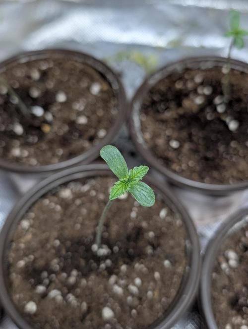 Cotton Berry Rush Auto x4. Week 1