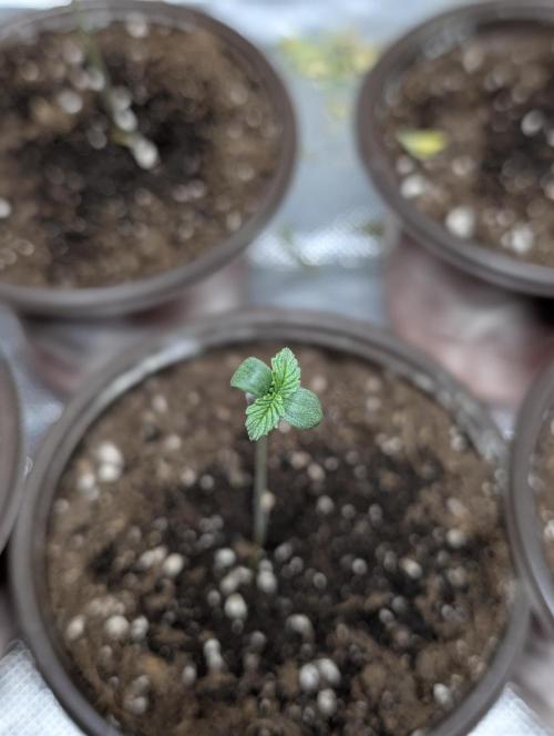 Cotton Berry Rush Auto x4. Week 1