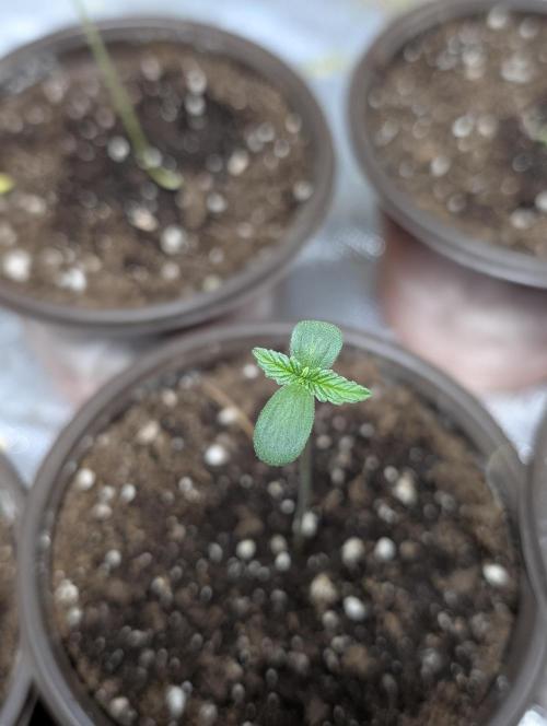 Cotton Berry Rush Auto x4. Week 1