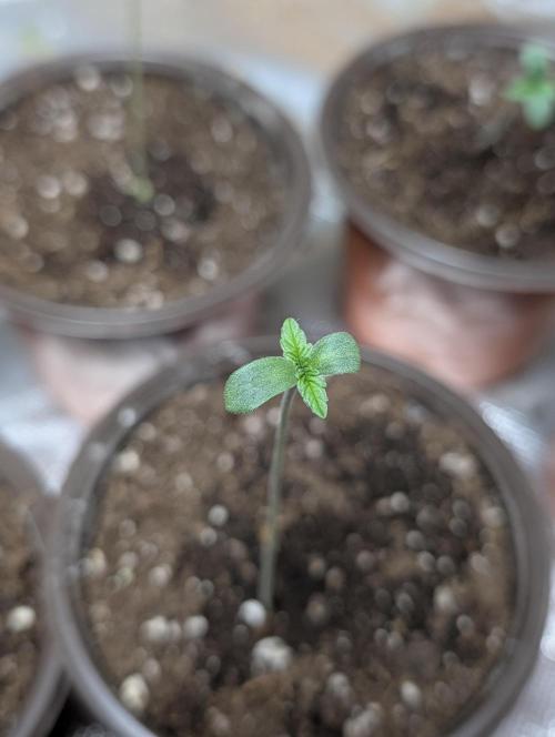Cotton Berry Rush Auto x4. Week 1