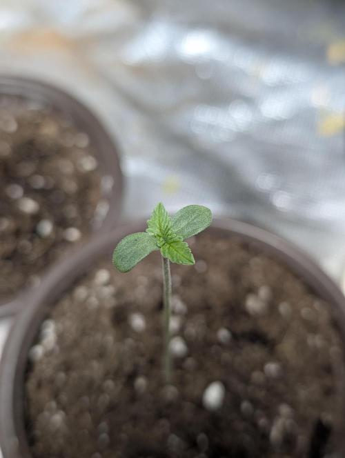Cotton Berry Rush Auto x4. Week 1