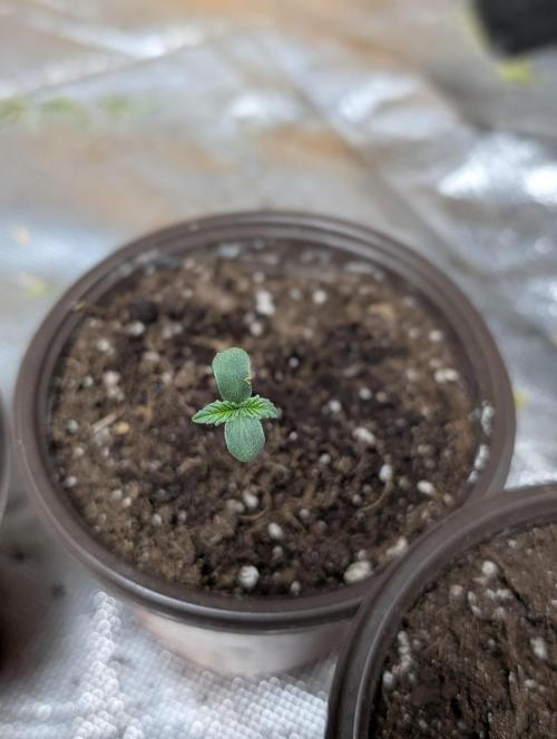 Cotton Berry Rush Auto x4. Week 1