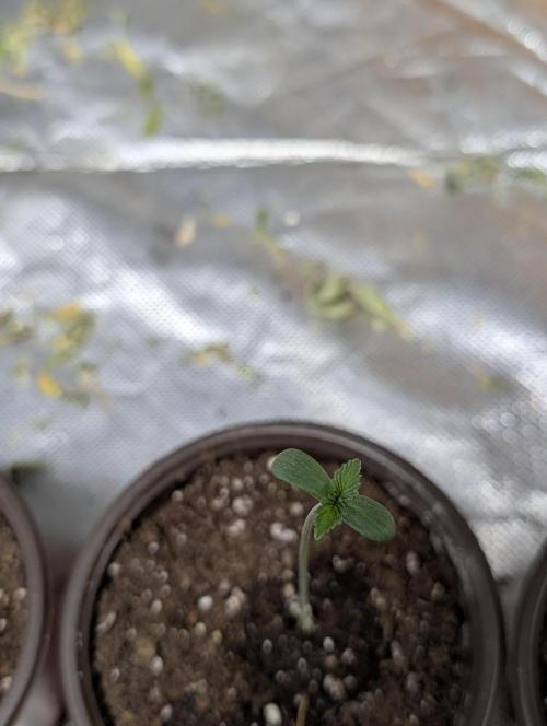 Cotton Berry Rush Auto x4. Week 1