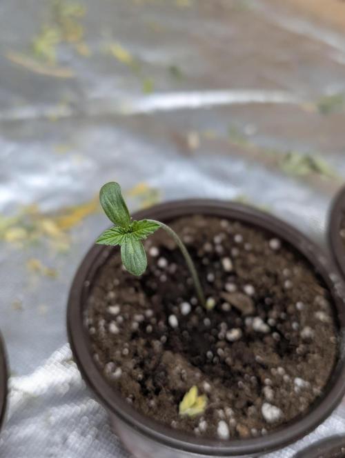 Cotton Berry Rush Auto x3. Week 1