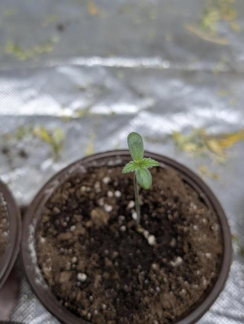 Cotton Berry Rush Auto x3. Week 1