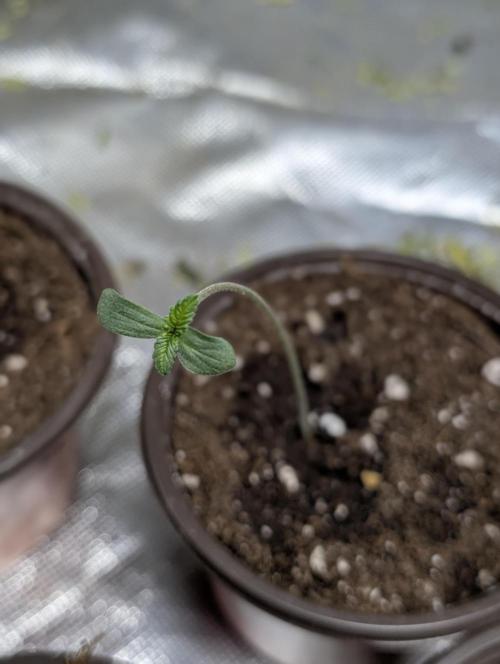 Cotton Berry Rush Auto x3. Week 1