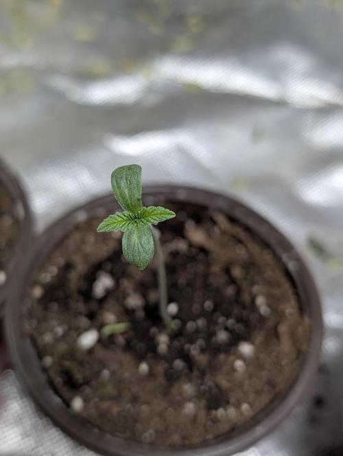 Cotton Berry Rush Auto x3. Week 1