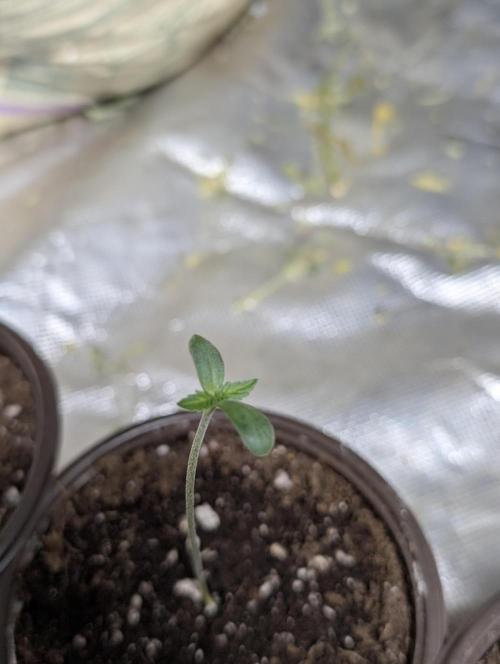 Cotton Berry Rush Auto x3. Week 1