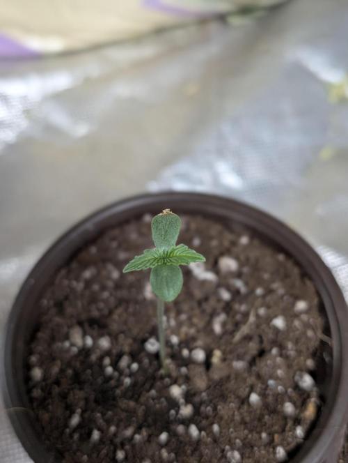 Cotton Berry Rush Auto x3. Week 1