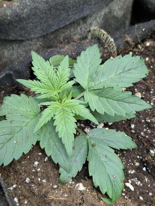 Purple Dream Auto x4. Week 3