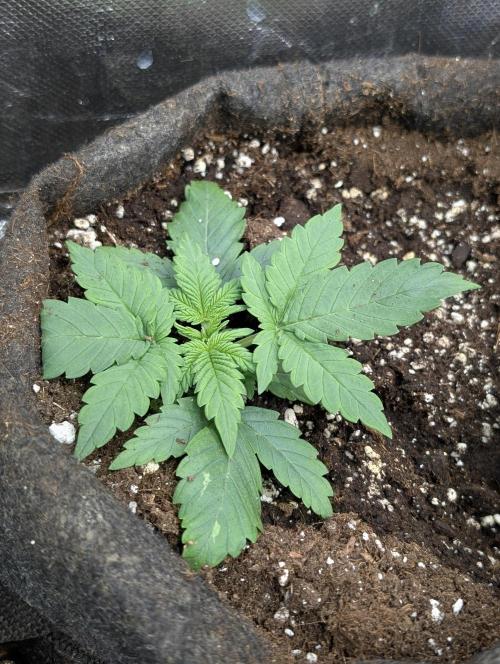 Purple Dream Auto x4. Week 3