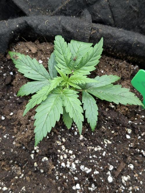 Purple Dream Auto x3. Week 3