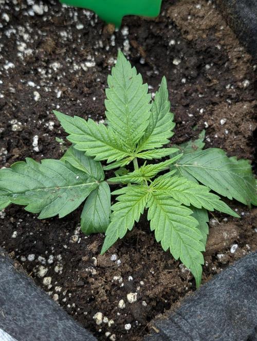 Purple Dream Auto x3. Week 3