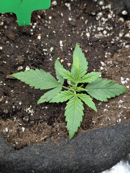 Purple Dream Auto x3. Week 3