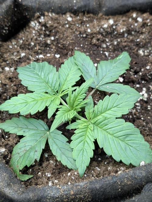 Melon Mosh Auto x4. Week 3