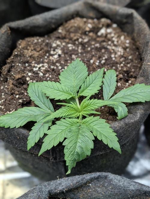 Melon Mosh Auto x4. Week 3