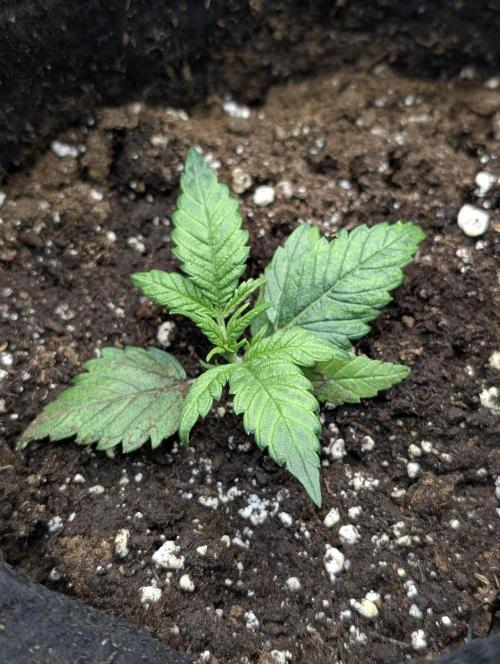 Melon Mosh Auto x4. Week 3