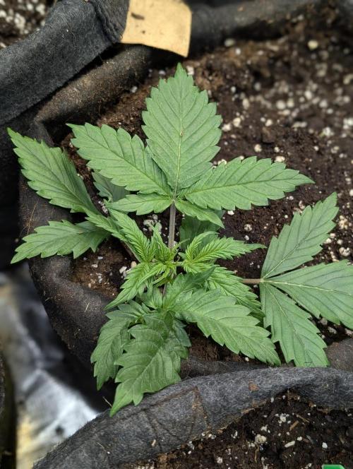 Melon Mosh Auto x4. Week 3