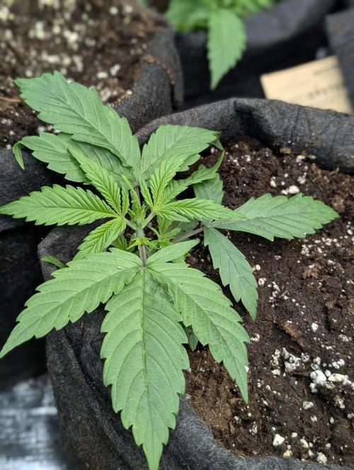 Melon Mosh Auto x4. Week 3