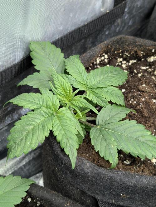 Melon Mosh Auto x4. Week 3