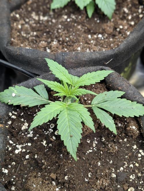 Melon Mosh Auto x4. Week 3
