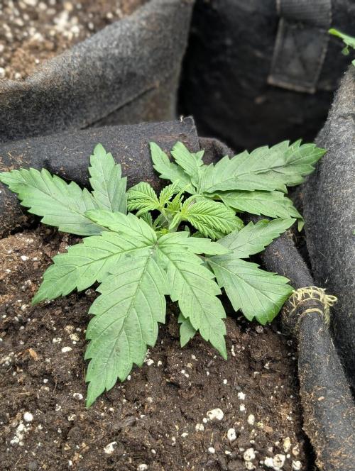 Melon Mosh Auto x3. Week 3
