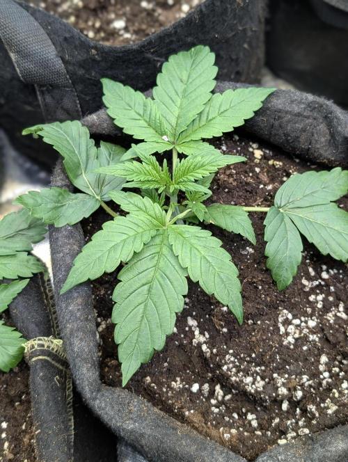 Melon Mosh Auto x3. Week 3