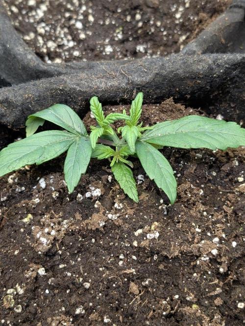 Melon Mosh Auto x3. Week 3