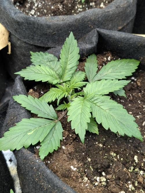 Melon Mosh Auto x3. Week 3