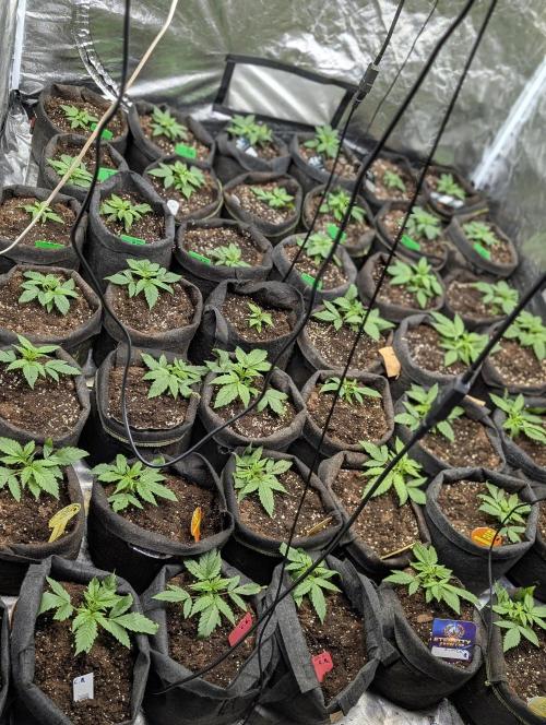 Melon Mosh Auto x3. Week 3