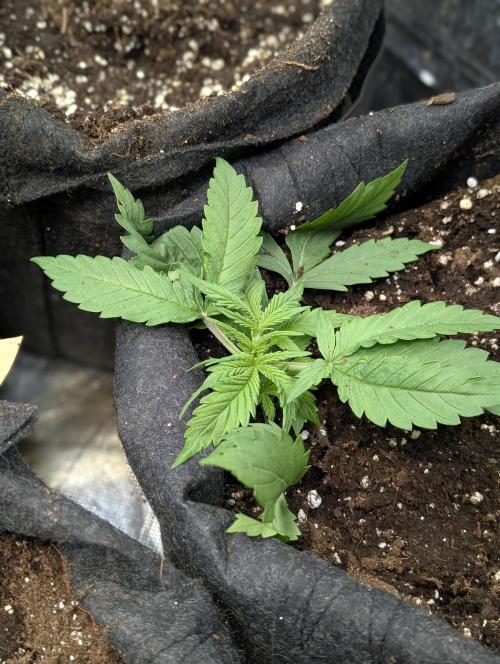 Cotton Berry Rush Auto x4. Week 3